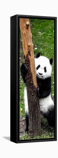 China 10MKm2 Collection - Giant Panda Baby-Philippe Hugonnard-Framed Premier Image Canvas