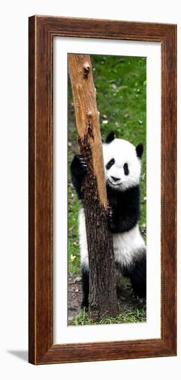 China 10MKm2 Collection - Giant Panda Baby-Philippe Hugonnard-Framed Photographic Print