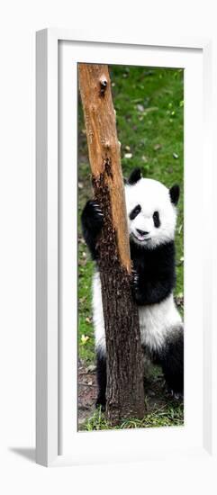 China 10MKm2 Collection - Giant Panda Baby-Philippe Hugonnard-Framed Photographic Print