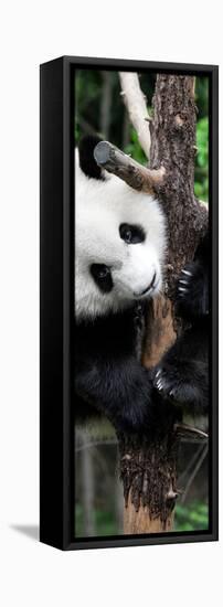 China 10MKm2 Collection - Giant Panda Baby-Philippe Hugonnard-Framed Premier Image Canvas