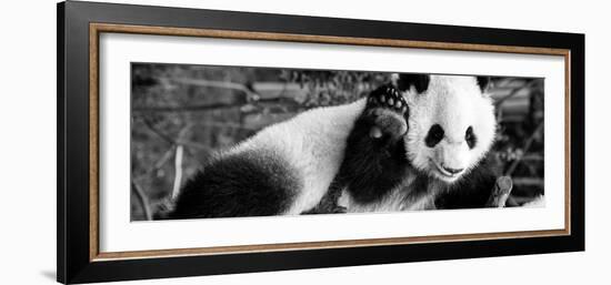 China 10MKm2 Collection - Giant Panda Baby-Philippe Hugonnard-Framed Photographic Print