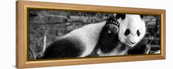 China 10MKm2 Collection - Giant Panda Baby-Philippe Hugonnard-Framed Premier Image Canvas