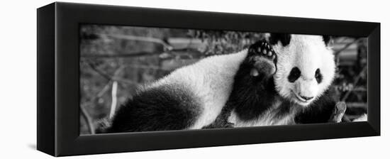 China 10MKm2 Collection - Giant Panda Baby-Philippe Hugonnard-Framed Premier Image Canvas