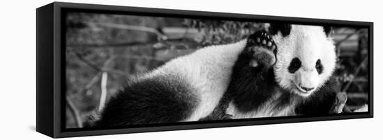 China 10MKm2 Collection - Giant Panda Baby-Philippe Hugonnard-Framed Premier Image Canvas