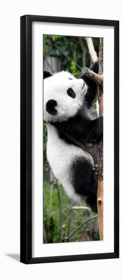 China 10MKm2 Collection - Giant Panda Baby-Philippe Hugonnard-Framed Photographic Print