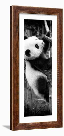 China 10MKm2 Collection - Giant Panda Baby-Philippe Hugonnard-Framed Photographic Print