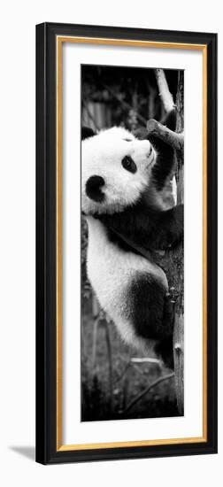 China 10MKm2 Collection - Giant Panda Baby-Philippe Hugonnard-Framed Photographic Print