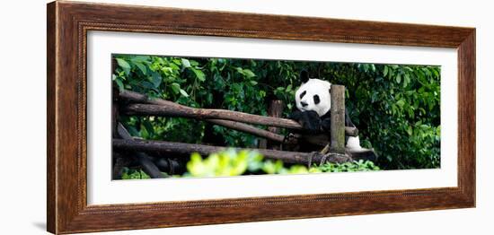 China 10MKm2 Collection - Giant Panda Baby-Philippe Hugonnard-Framed Photographic Print