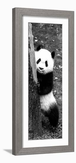 China 10MKm2 Collection - Giant Panda Baby-Philippe Hugonnard-Framed Photographic Print