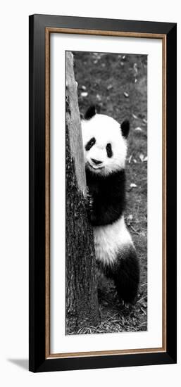 China 10MKm2 Collection - Giant Panda Baby-Philippe Hugonnard-Framed Photographic Print