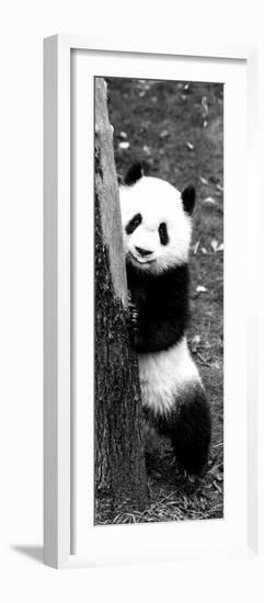 China 10MKm2 Collection - Giant Panda Baby-Philippe Hugonnard-Framed Photographic Print