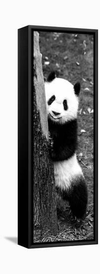 China 10MKm2 Collection - Giant Panda Baby-Philippe Hugonnard-Framed Premier Image Canvas