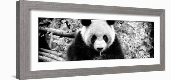 China 10MKm2 Collection - Giant Panda-Philippe Hugonnard-Framed Photographic Print