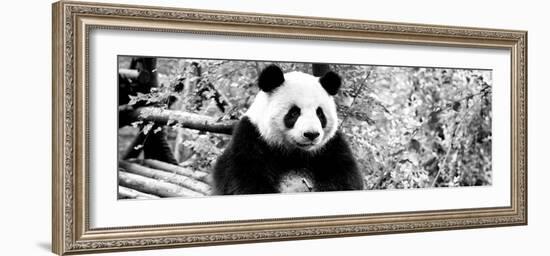 China 10MKm2 Collection - Giant Panda-Philippe Hugonnard-Framed Photographic Print