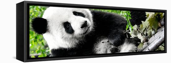 China 10MKm2 Collection - Giant Panda-Philippe Hugonnard-Framed Premier Image Canvas