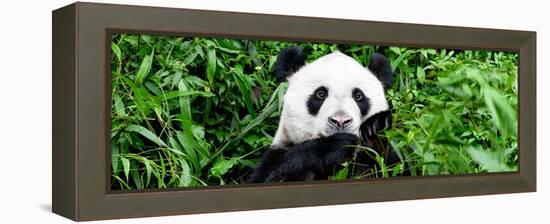 China 10MKm2 Collection - Giant Panda-Philippe Hugonnard-Framed Premier Image Canvas