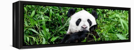 China 10MKm2 Collection - Giant Panda-Philippe Hugonnard-Framed Premier Image Canvas