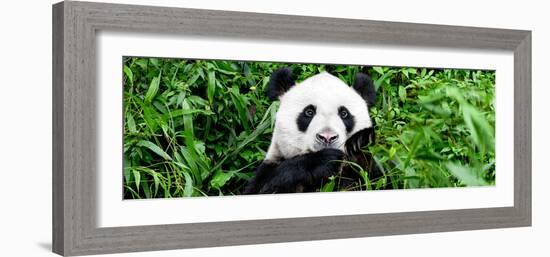 China 10MKm2 Collection - Giant Panda-Philippe Hugonnard-Framed Photographic Print