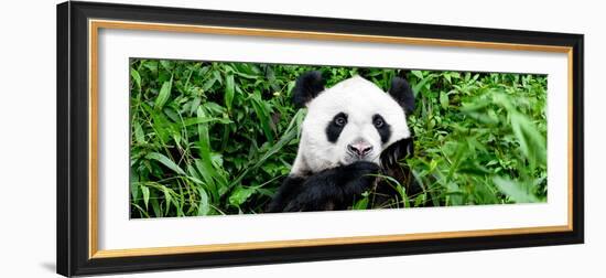 China 10MKm2 Collection - Giant Panda-Philippe Hugonnard-Framed Photographic Print