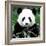 China 10MKm2 Collection - Giant Panda-Philippe Hugonnard-Framed Photographic Print