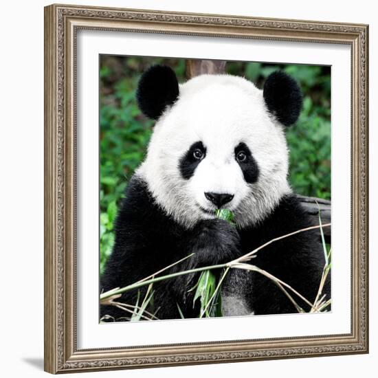 China 10MKm2 Collection - Giant Panda-Philippe Hugonnard-Framed Photographic Print