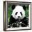 China 10MKm2 Collection - Giant Panda-Philippe Hugonnard-Framed Photographic Print