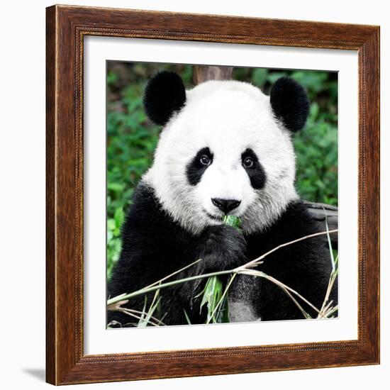 China 10MKm2 Collection - Giant Panda-Philippe Hugonnard-Framed Photographic Print