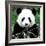 China 10MKm2 Collection - Giant Panda-Philippe Hugonnard-Framed Photographic Print