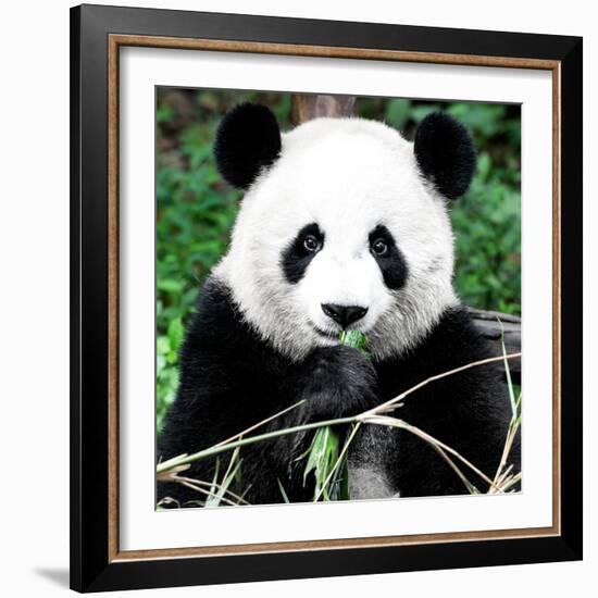 China 10MKm2 Collection - Giant Panda-Philippe Hugonnard-Framed Photographic Print