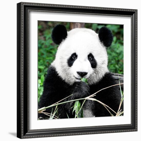 China 10MKm2 Collection - Giant Panda-Philippe Hugonnard-Framed Photographic Print