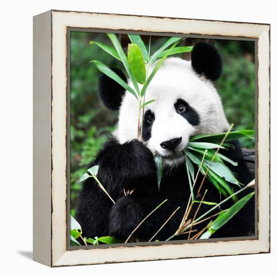 China 10MKm2 Collection - Giant Panda-Philippe Hugonnard-Framed Premier Image Canvas