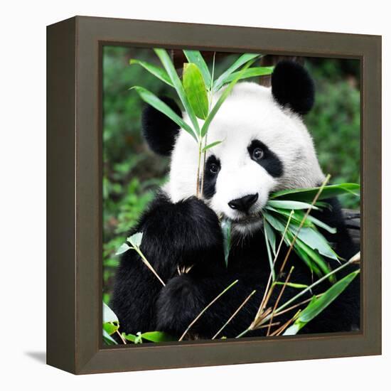 China 10MKm2 Collection - Giant Panda-Philippe Hugonnard-Framed Premier Image Canvas