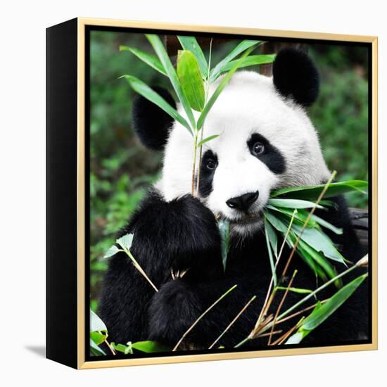 China 10MKm2 Collection - Giant Panda-Philippe Hugonnard-Framed Premier Image Canvas