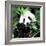 China 10MKm2 Collection - Giant Panda-Philippe Hugonnard-Framed Photographic Print