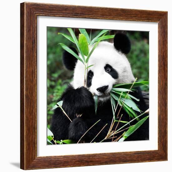 China 10MKm2 Collection - Giant Panda-Philippe Hugonnard-Framed Photographic Print