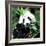 China 10MKm2 Collection - Giant Panda-Philippe Hugonnard-Framed Photographic Print