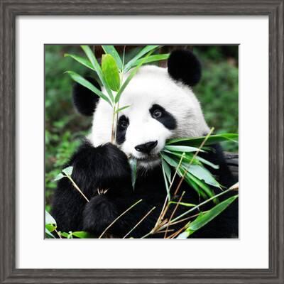 China 10mkm2 Collection Giant Panda Photographic Print Philippe Hugonnard Art Com
