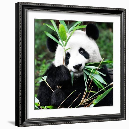 China 10MKm2 Collection - Giant Panda-Philippe Hugonnard-Framed Photographic Print