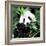 China 10MKm2 Collection - Giant Panda-Philippe Hugonnard-Framed Premium Photographic Print