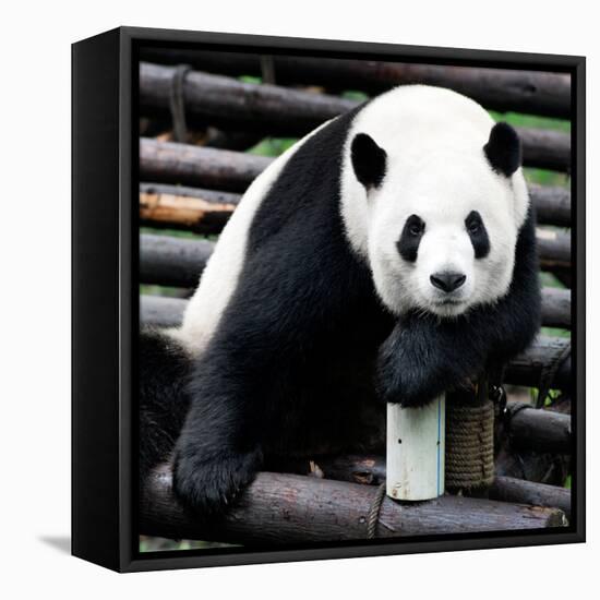 China 10MKm2 Collection - Giant Panda-Philippe Hugonnard-Framed Premier Image Canvas