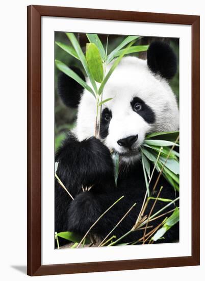 China 10MKm2 Collection - Giant Panda-Philippe Hugonnard-Framed Photographic Print