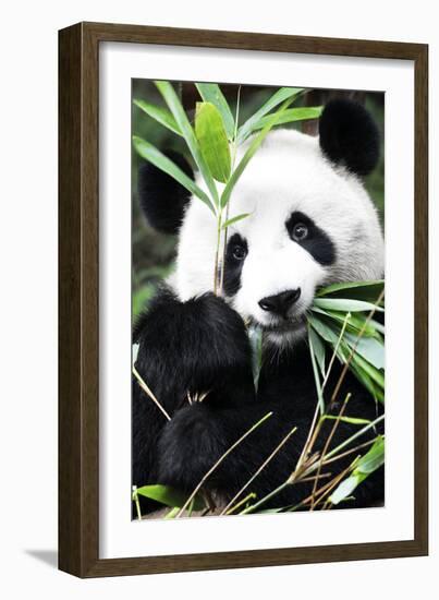 China 10MKm2 Collection - Giant Panda-Philippe Hugonnard-Framed Photographic Print