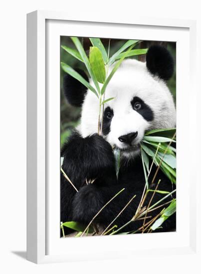 China 10MKm2 Collection - Giant Panda-Philippe Hugonnard-Framed Photographic Print