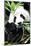 China 10MKm2 Collection - Giant Panda-Philippe Hugonnard-Mounted Photographic Print