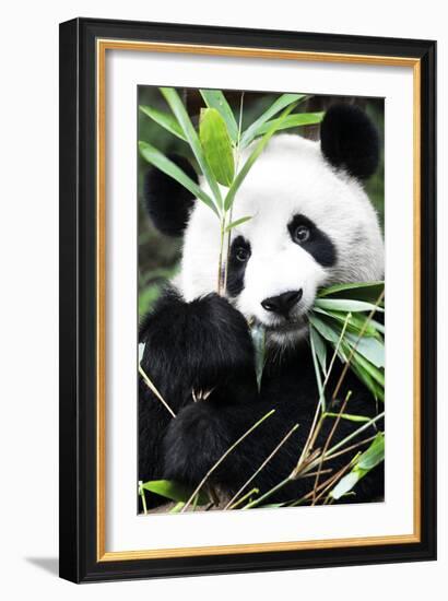 China 10MKm2 Collection - Giant Panda-Philippe Hugonnard-Framed Photographic Print