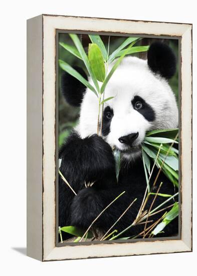 China 10MKm2 Collection - Giant Panda-Philippe Hugonnard-Framed Premier Image Canvas