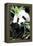 China 10MKm2 Collection - Giant Panda-Philippe Hugonnard-Framed Premier Image Canvas