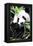 China 10MKm2 Collection - Giant Panda-Philippe Hugonnard-Framed Premier Image Canvas