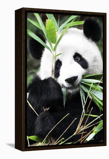 China 10MKm2 Collection - Giant Panda-Philippe Hugonnard-Framed Premier Image Canvas