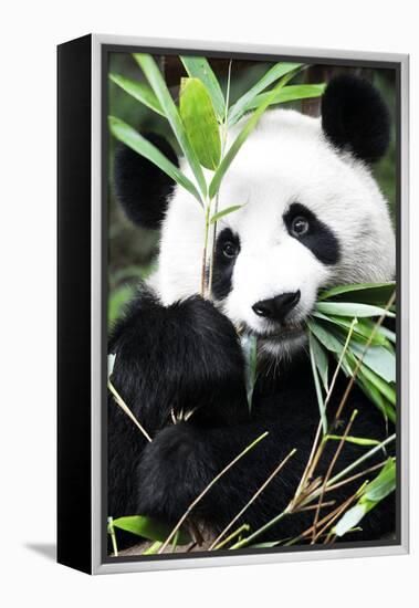 China 10MKm2 Collection - Giant Panda-Philippe Hugonnard-Framed Premier Image Canvas